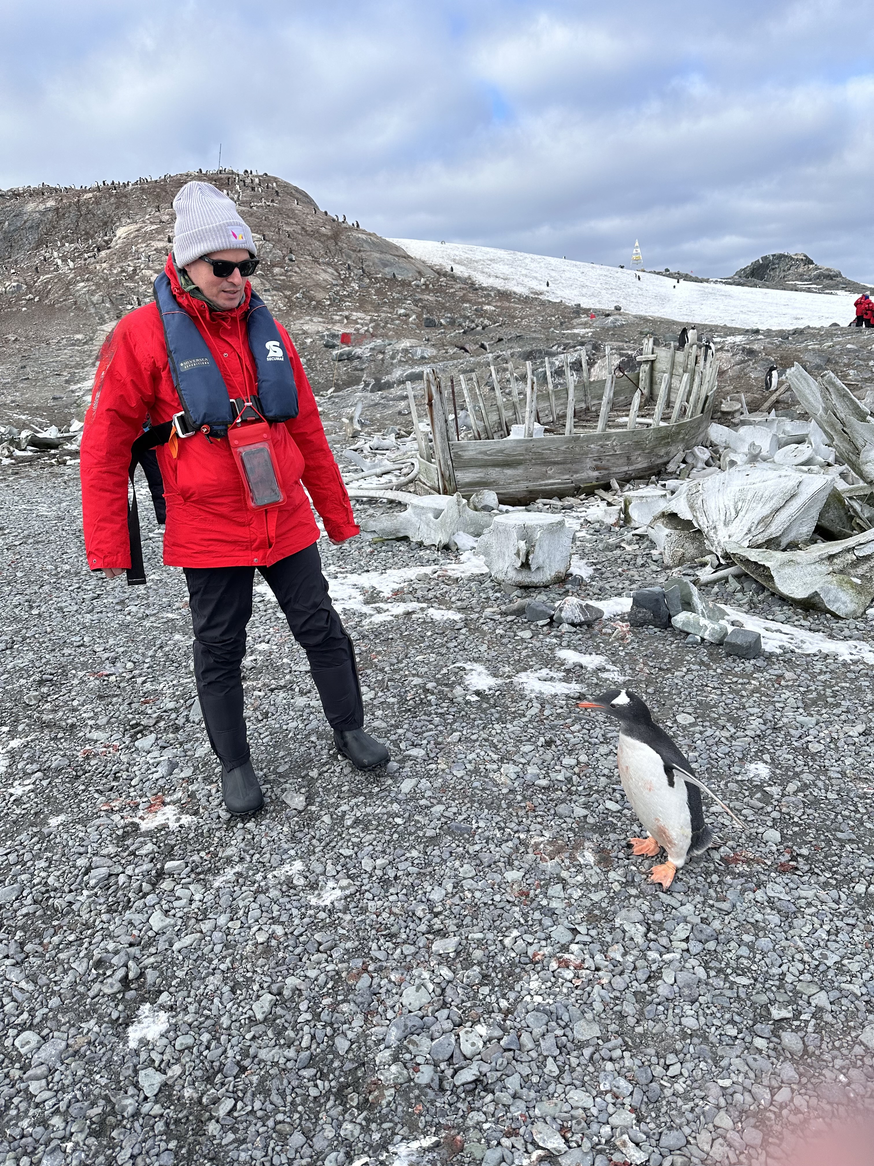 Pinguine in der Antarktis auf Eis und Schnee