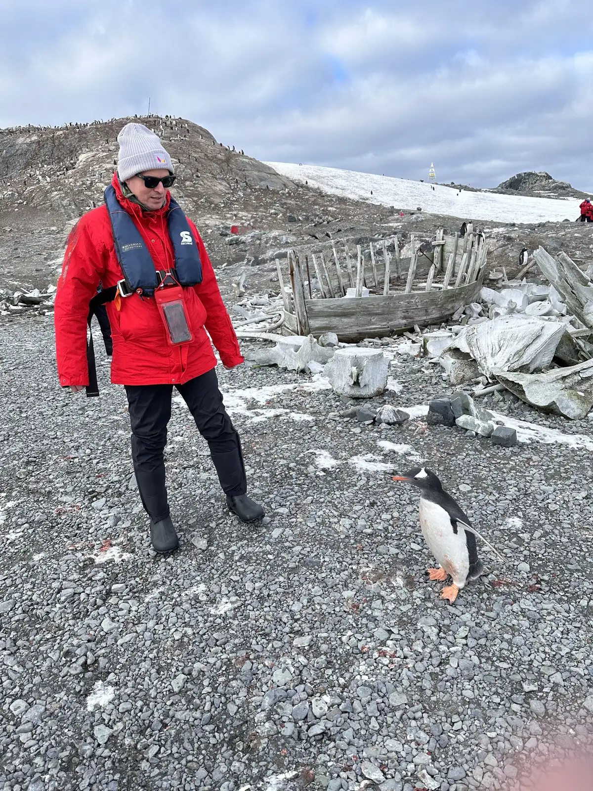 Pinguine in der Antarktis auf Eis und Schnee
